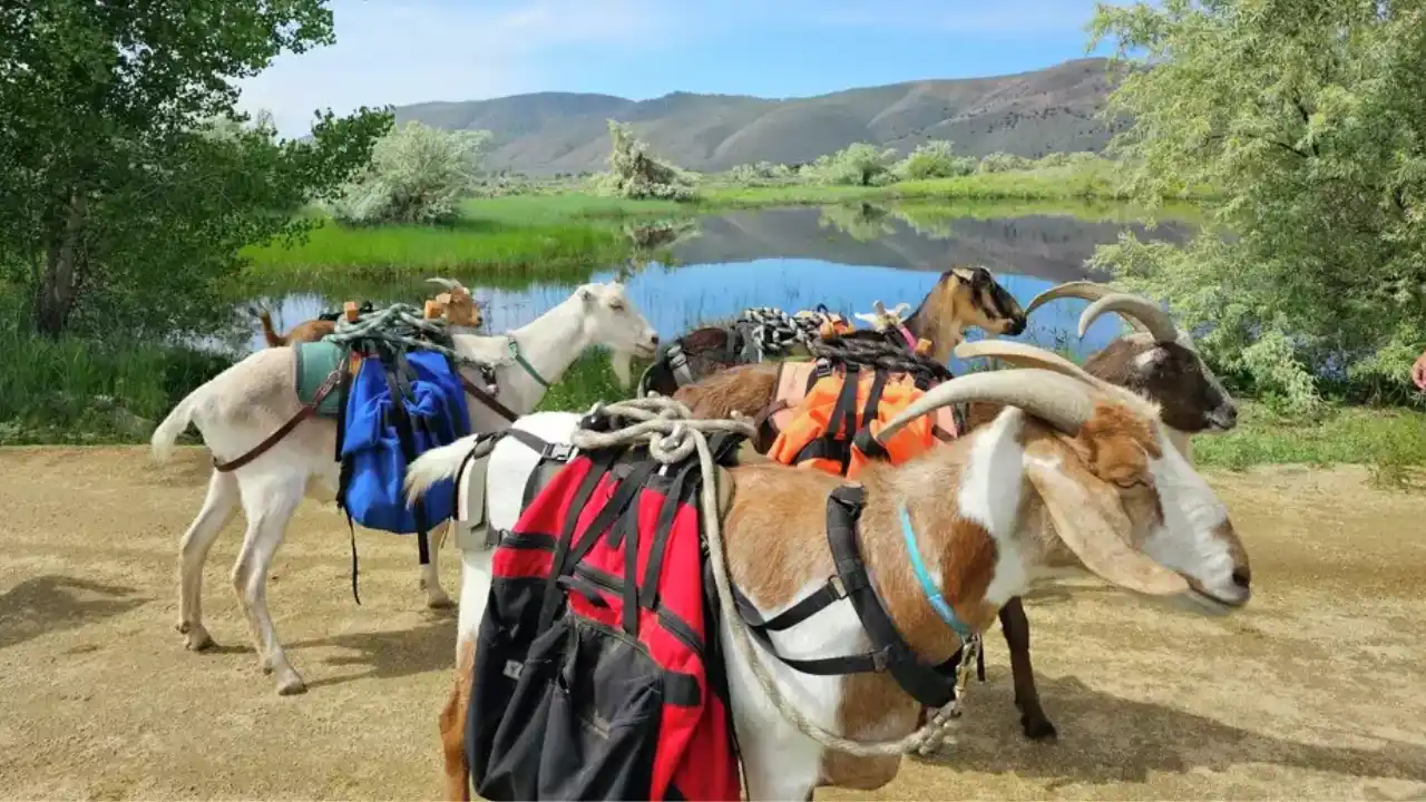 Hiking With Goats