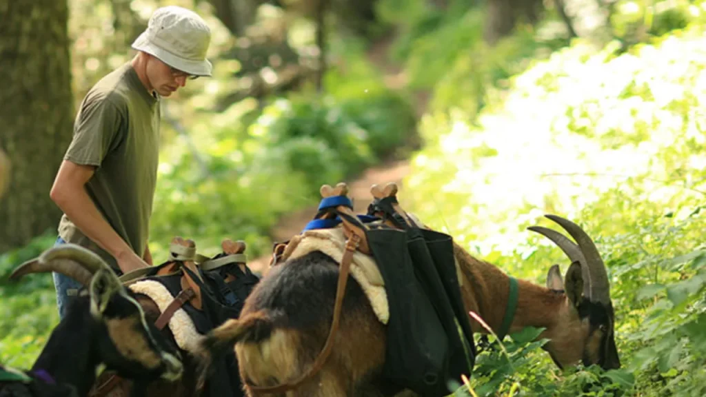How to Get Started with Goat Hiking